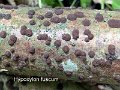 Hypoxylon fuscum-amf996-1